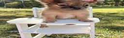 Chihuahua dogs for sale: Chihuahua 1 - Ad 5
