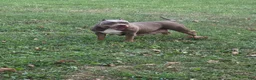 American Bully dogs for sale: American Bully 8 - Ad 5
