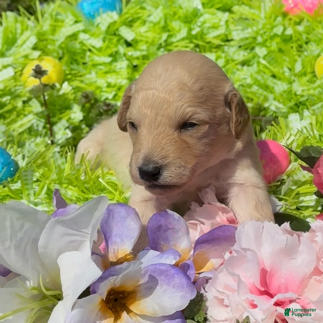 Mini Goldendoodle dogs for sale: Bud - Ad 2