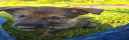 German Shepherd dogs for sale: German Shepherd Puppy 1 - Ad 1