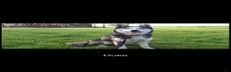 Siberian Husky dogs for sale: Crystal - Ad 10