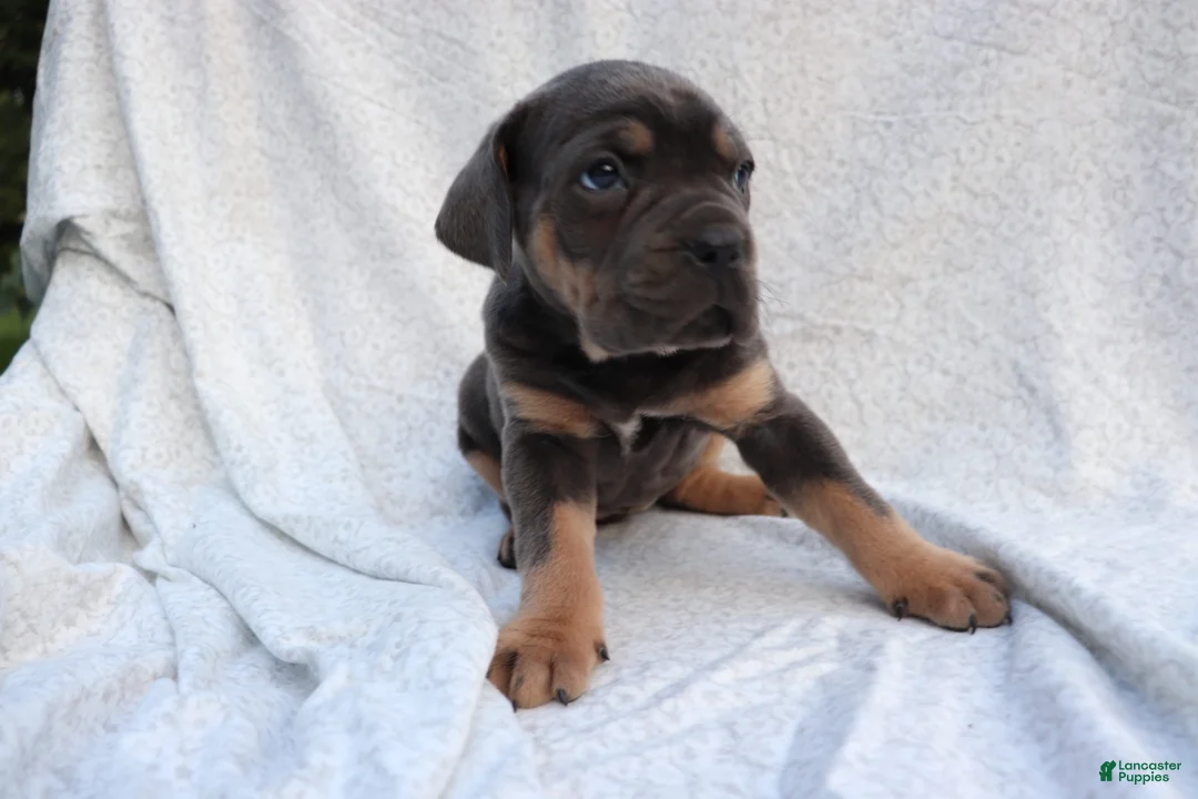 Cane Corso dogs for sale: Masey - Ad 1