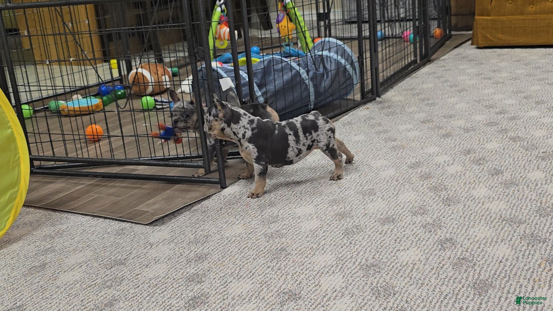 French Bulldog dogs for sale: Wonda - Ad 9