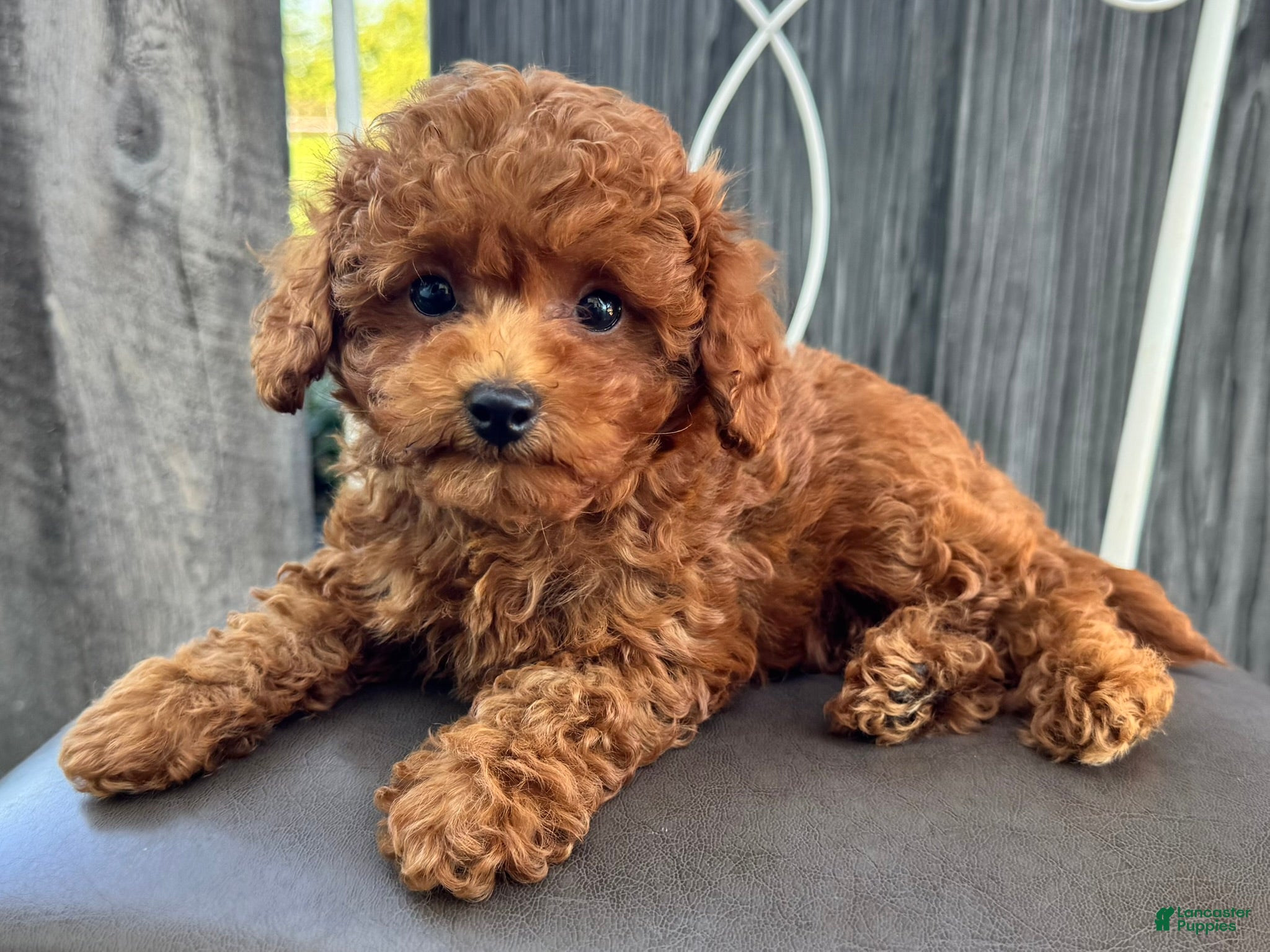 Miniature Poodle dogs Tank - Ad 1
