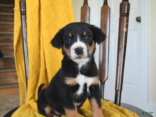 Greater Swiss Mountain Dog dogs Vega - Ad 2