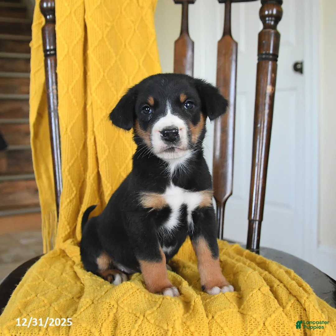 Greater Swiss Mountain Dog dogs for sale: Vega - Ad 2