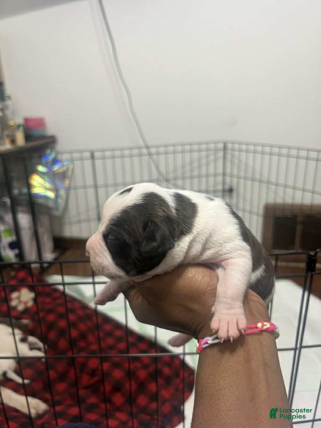 American Bully dogs for sale: Oreo - Ad 2