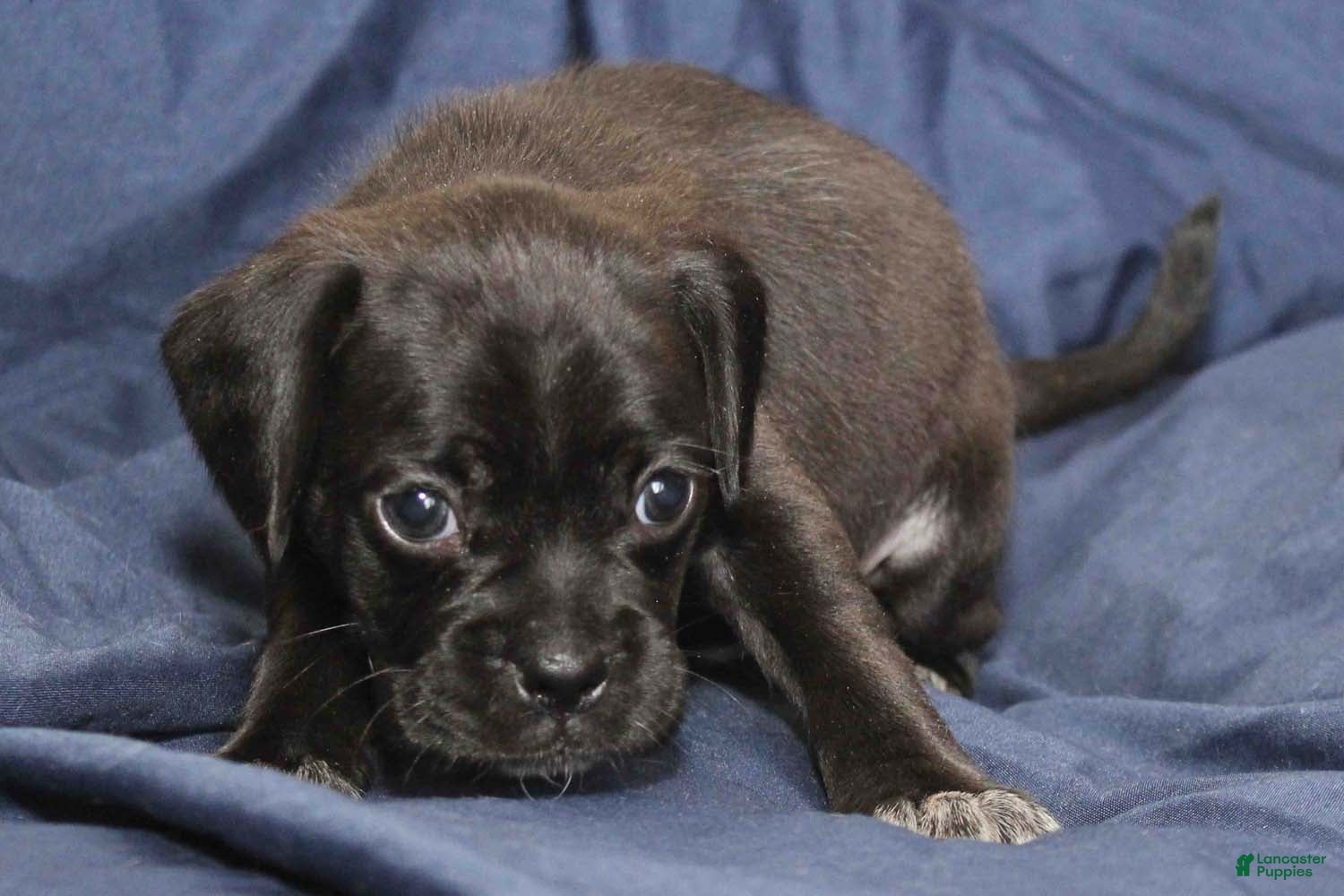 Puggle dogs for sale: Vader - Ad 2