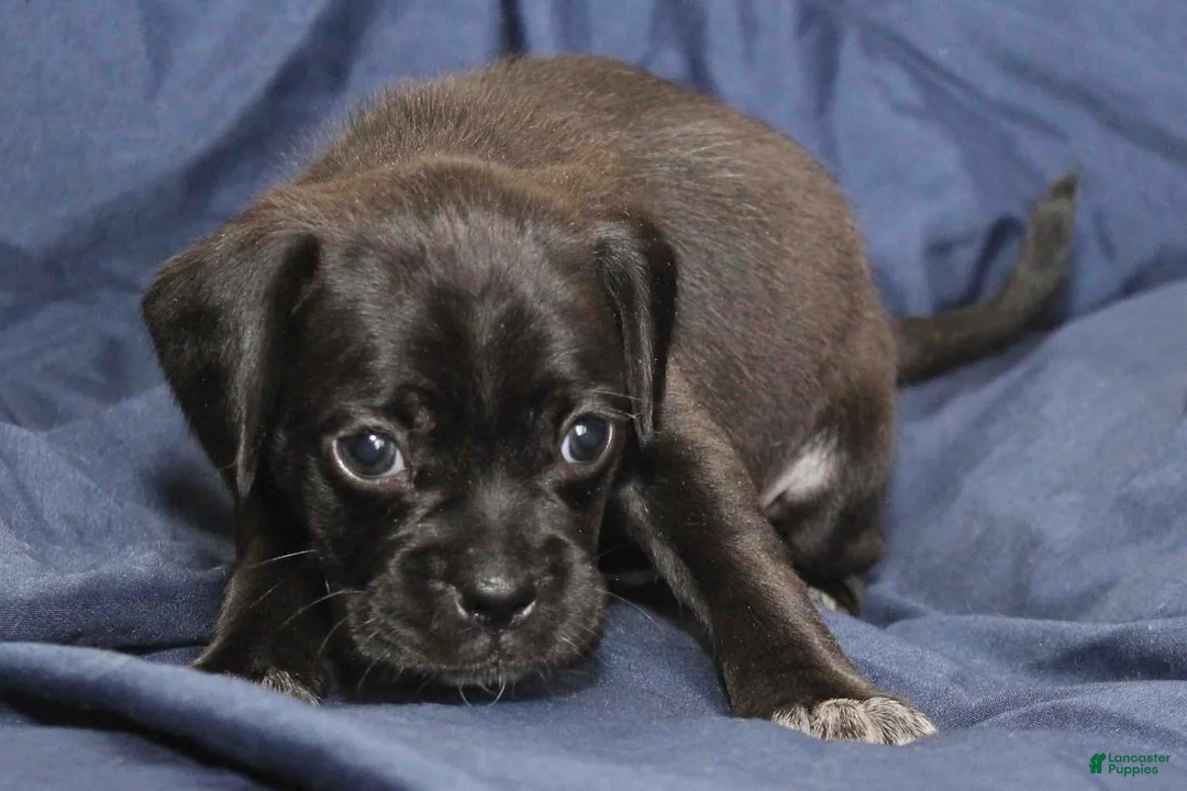 Puggle dogs for sale: Vader - Ad 2