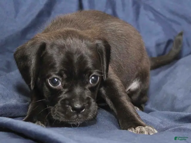 Puggle dogs for sale: Vader - Ad 2