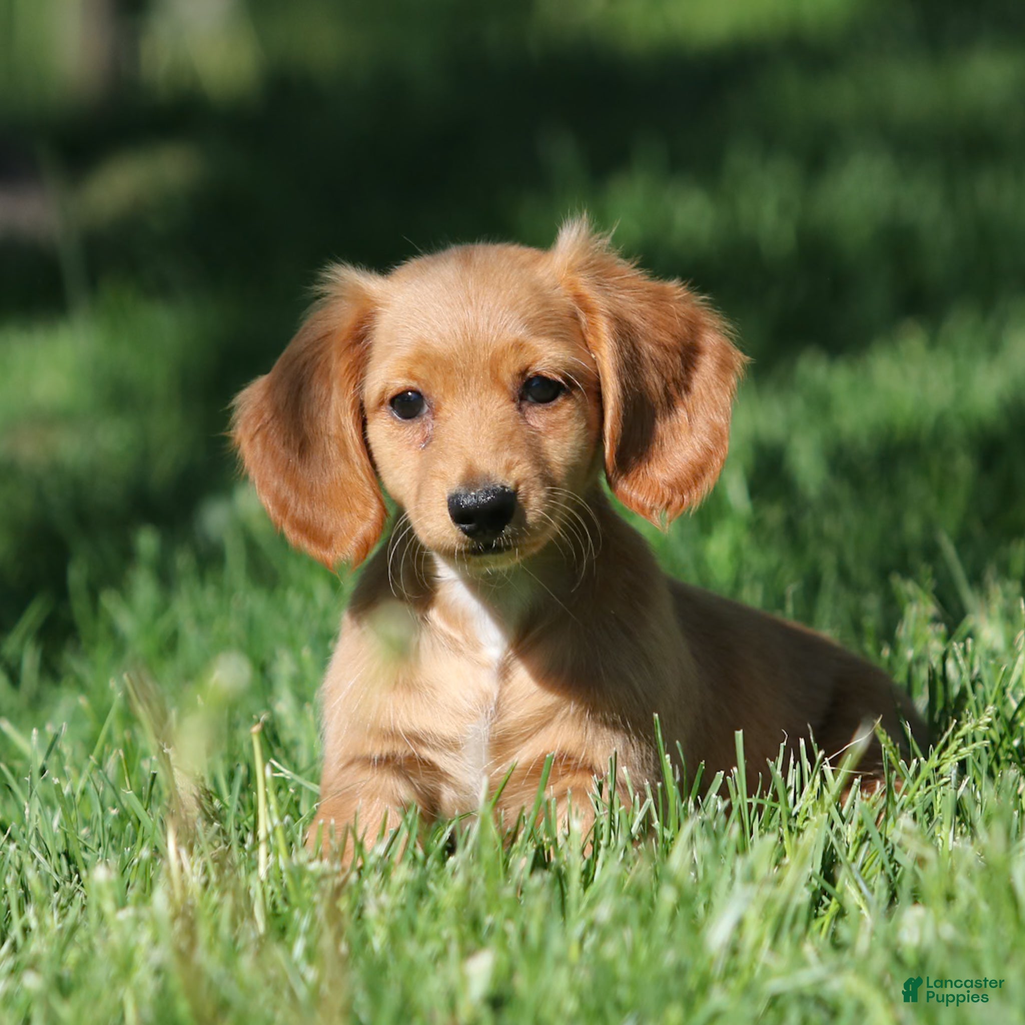 Miniature Dachshund dogs Paisley Miniature Dachshund Puppy  - Ad 2
