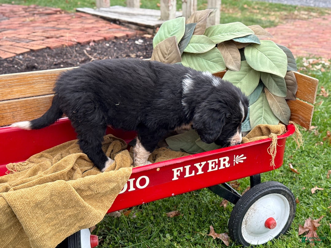 Mixed Breed dogs for sale: Walter - Ad 3