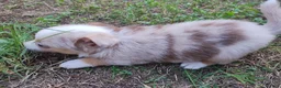 Mixed Breed dogs for sale: Truffles - Ad 3