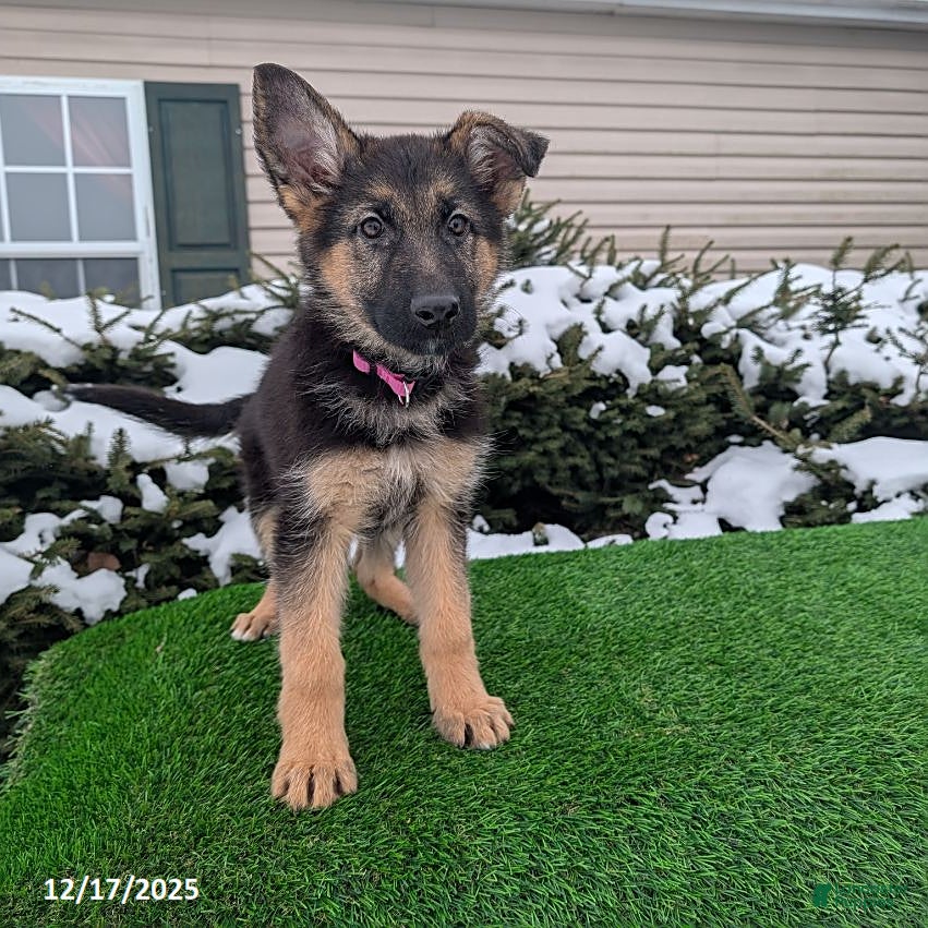 German Shepherd dogs Willow - Ad 19
