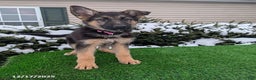 German Shepherd dogs for sale: Willow - Ad 1