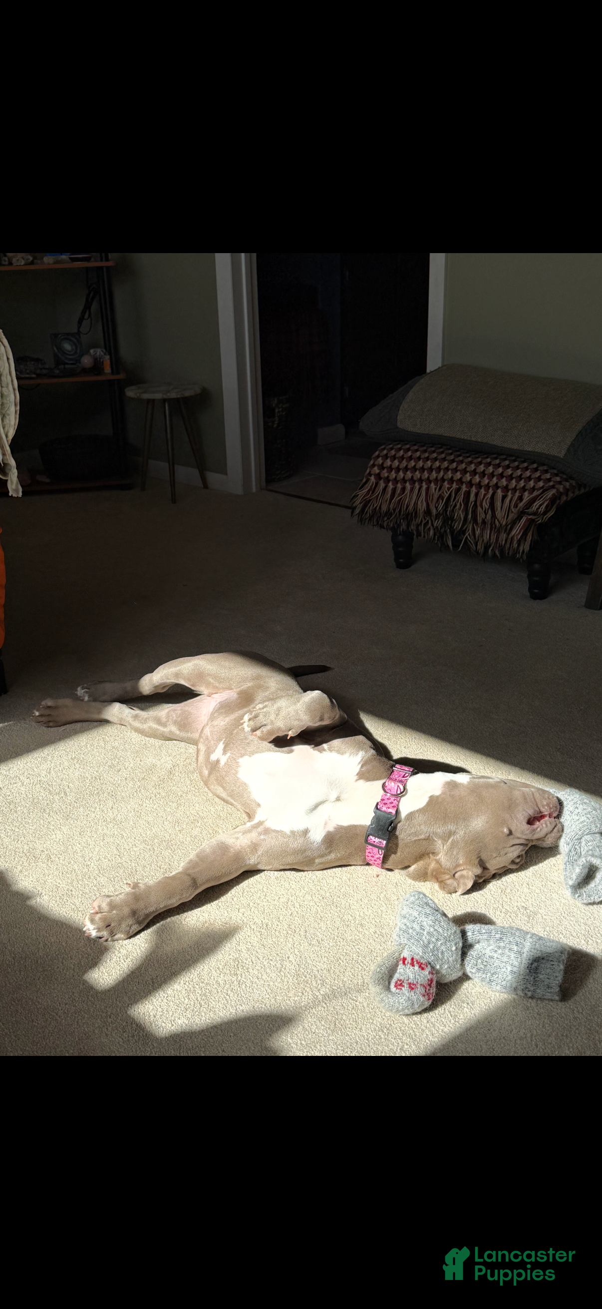 American Bully dogs for sale: Molly - Ad 3