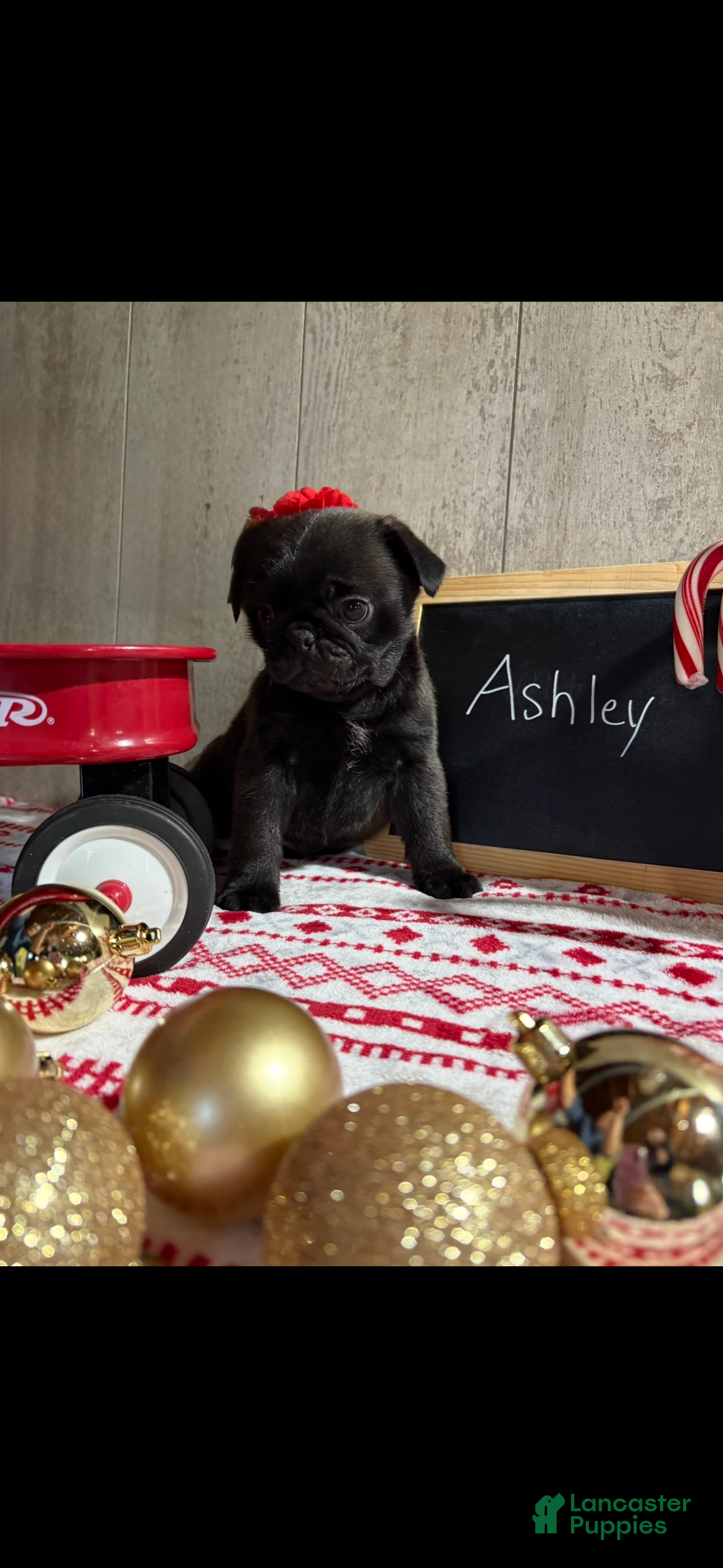 Pug dogs Ashley - Ad 38