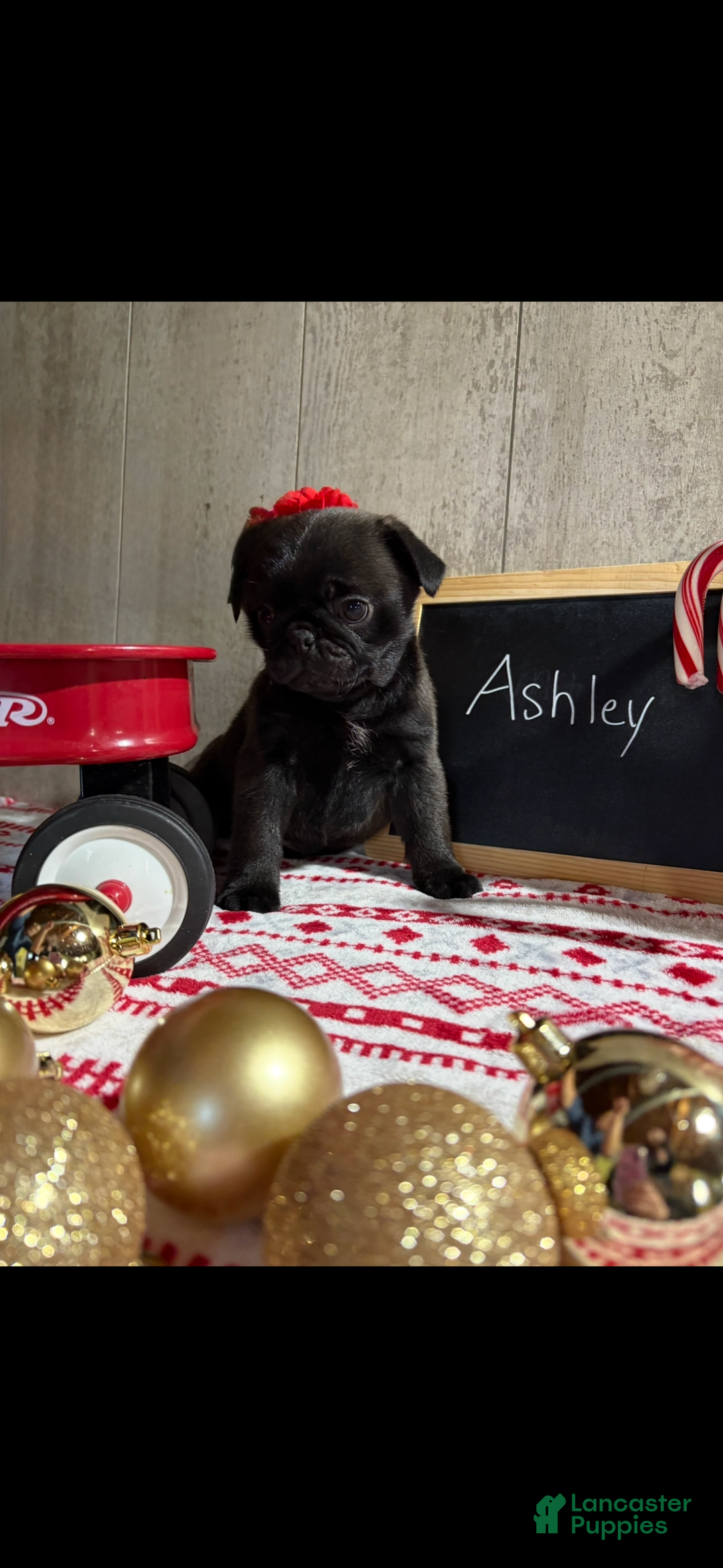 Pug dogs for sale: Ashley - Ad 1