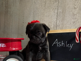 Pug dogs Ashley - Ad 38