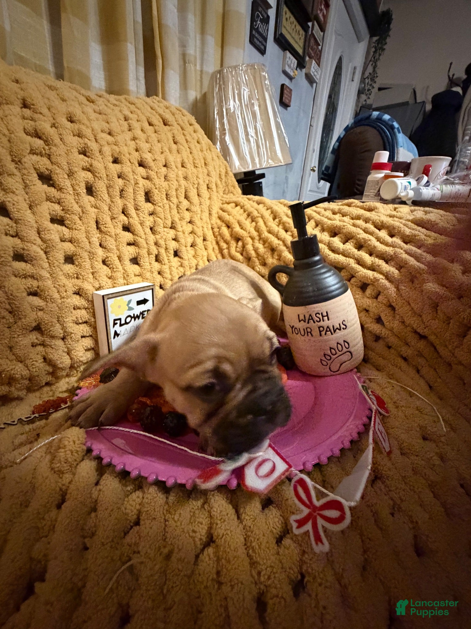 French Bulldog dogs French Bulldog 6 - Ad 30