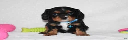 Cavalier King Charles Spaniel dogs for sale: Parker - Ad 2