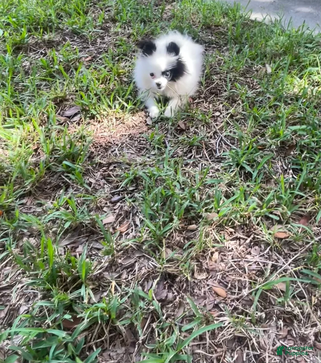 Pomeranian dogs for sale: Pomeranian 3 - Ad 2