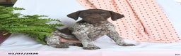 German Shorthaired Pointer dogs for sale: Asia - Ad 3