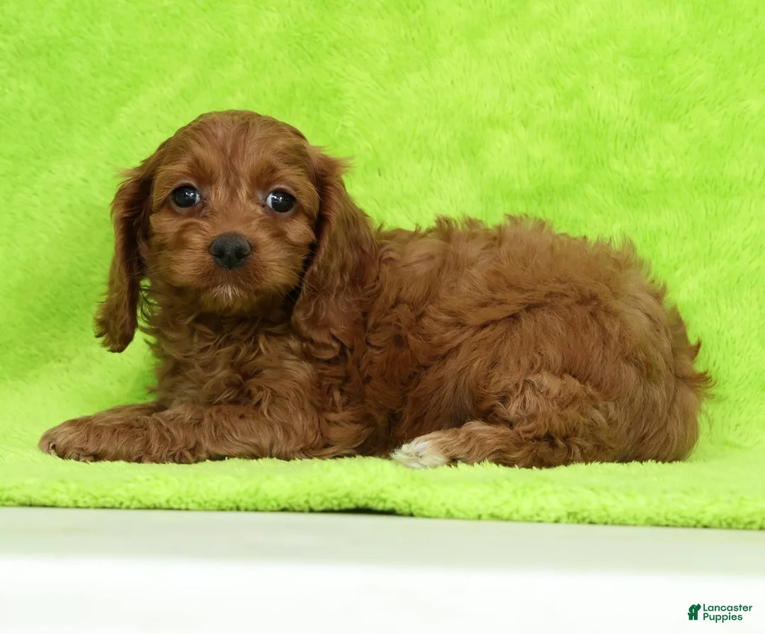 Cockapoo dogs for sale: Milky Way - Ad 1