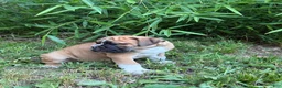 Mixed Breed dogs for sale: Seven - Ad 2