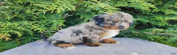 Mini Bernedoodle dogs for sale: Lettie - Ad 11
