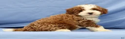 Cavapoo dogs for sale: Elmer - Ad 3
