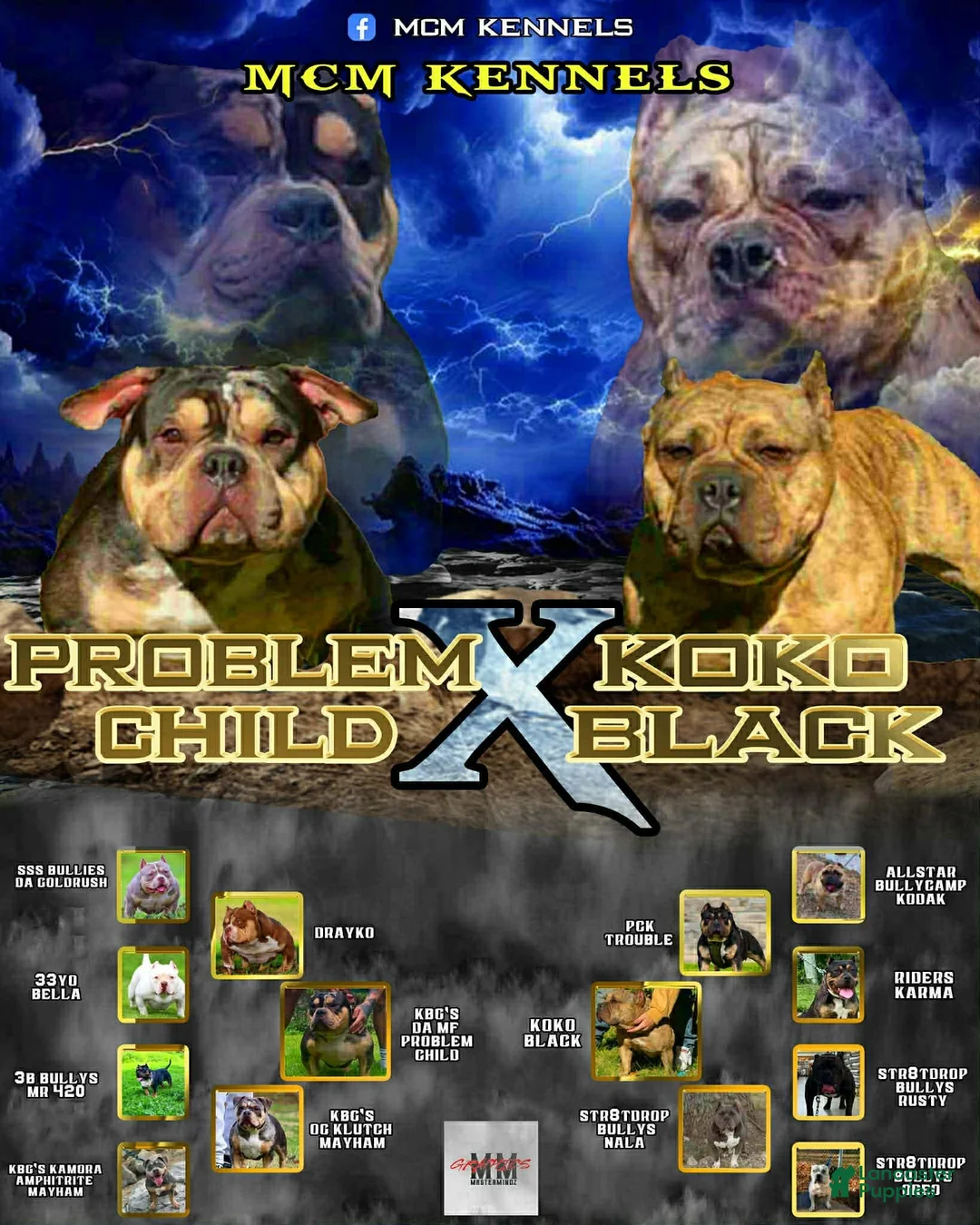 American Bully dogs for sale: American Bully Puppy 2 - Ad 2