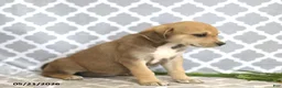 Mixed Breed dogs for sale: Rosy - Ad 5