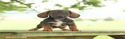 Miniature Dachshund dogs for sale: Andy - Ad 5