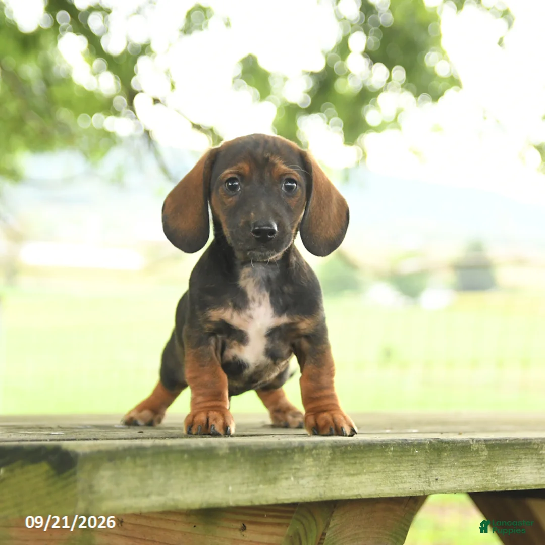 Miniature Dachshund dogs for sale: Andy - Ad 5