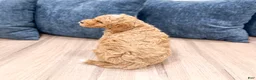Mini Goldendoodle dogs for sale: Finn - Ad 5