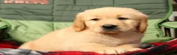 Golden Retriever dogs for sale: Denali - Ad 7
