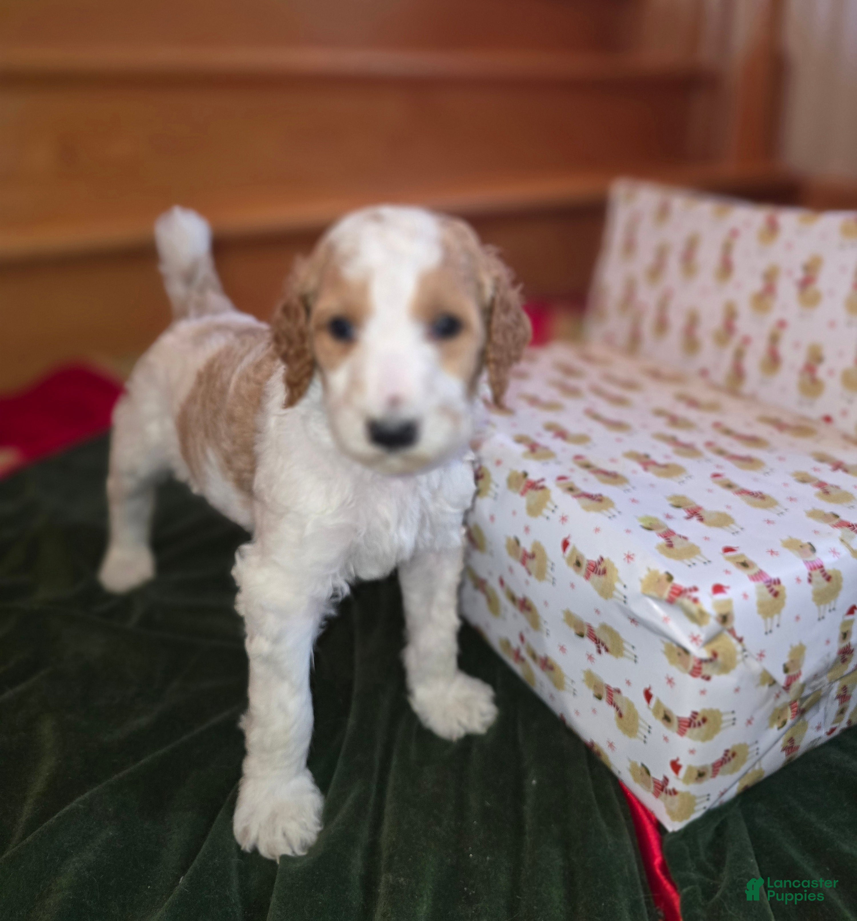 Standard Poodle dogs Bailey - Ad 17