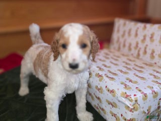 Standard Poodle dogs Bailey - Ad 14