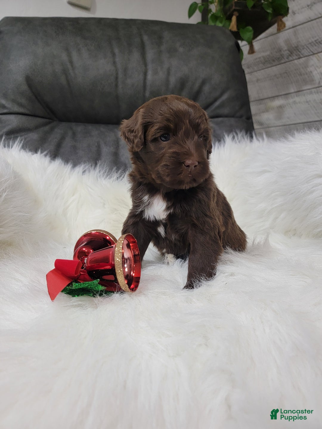 Portuguese Water Dog dogs for sale: Belle - Ad 4