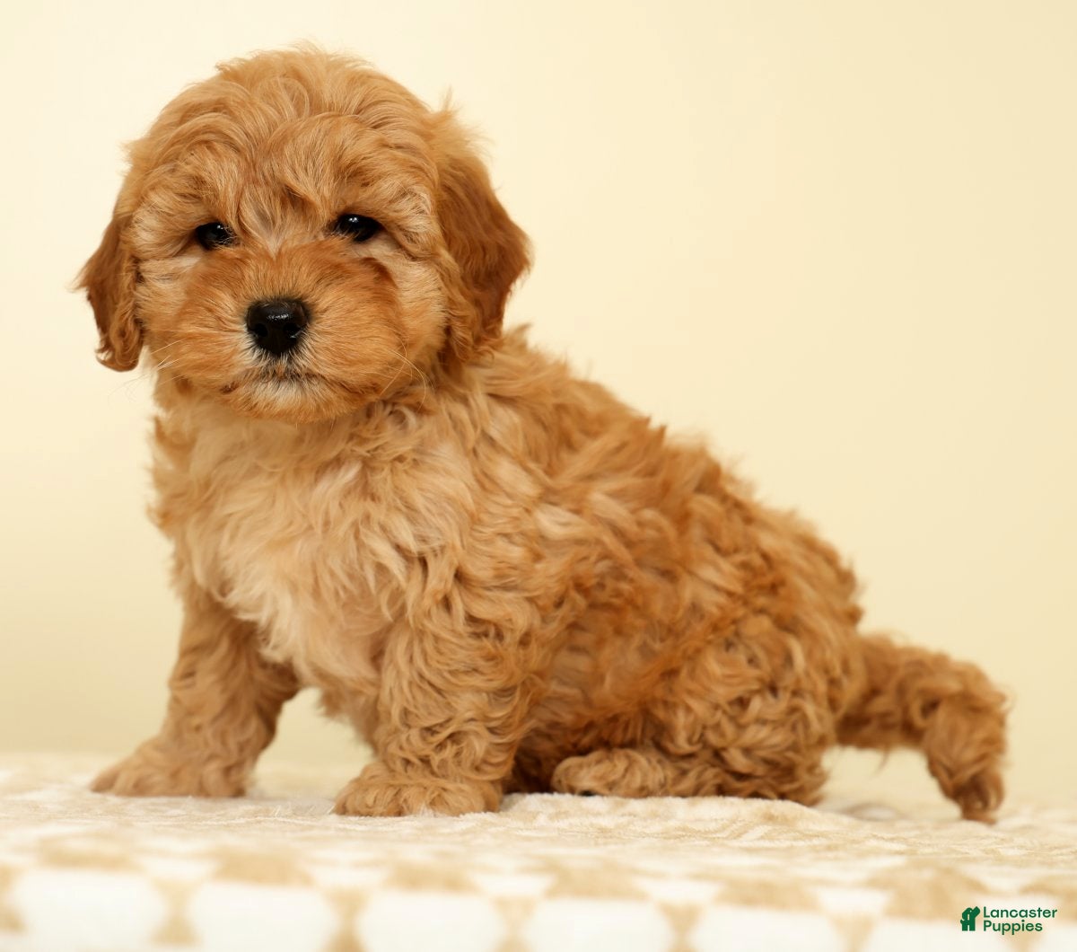 Mini Goldendoodle dogs Corey - Ad 2