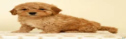 Mini Goldendoodle dogs for sale: Corey - Ad 2