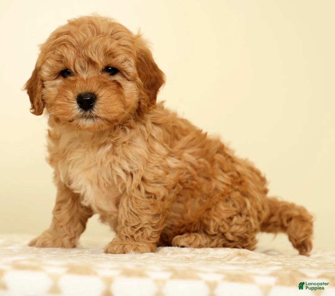 Mini Goldendoodle dogs for sale: Corey - Ad 2