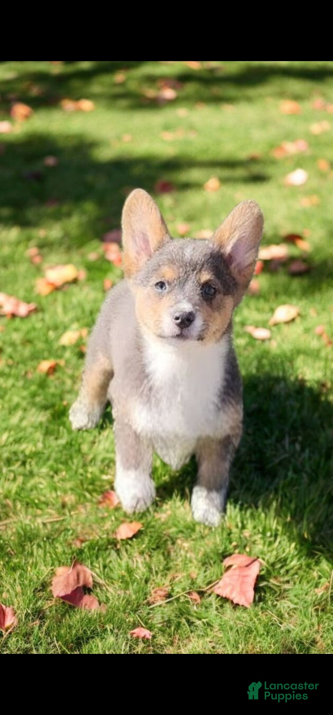 Welsh Corgi Pembroke dogs for sale: Abel Bluie - Ad 19