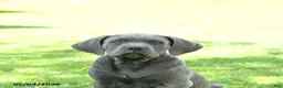 Cane Corso dogs for sale: Sparkle - Ad 4