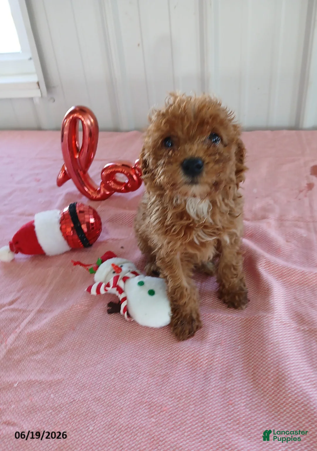 Miniature Poodle dogs for sale: Rosie - Ad 1