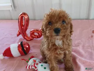 Miniature Poodle dogs Rosie - Ad 16