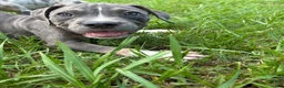 American Pit Bull Terrier dogs for sale: American Pit Bull Terrier 2 - Ad 3