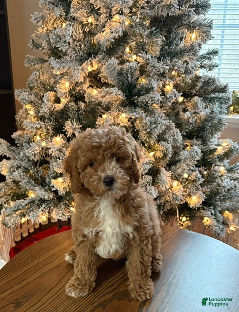 Miniature Poodle dogs Rocky - Ad 6