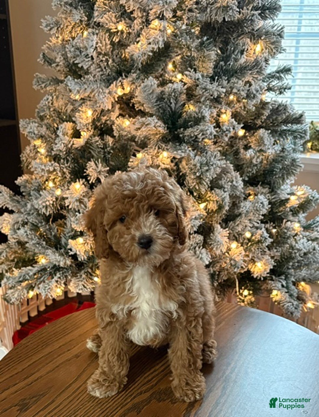 Miniature Poodle dogs for sale: Rocky - Ad 1